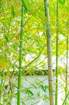 大自然护眼绿色竹子图片