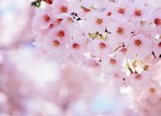 樱桃园樱花图片