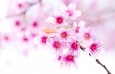 樱桃园樱花图片