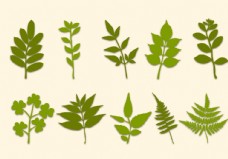 植物叶子矢量图图片