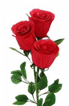 红色花朵玫瑰花图片
