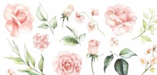 月季蔷薇手绘玫瑰图片