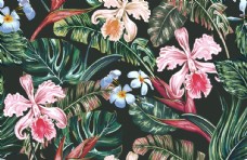热带花热带植物图片