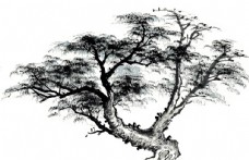 树木古树图片