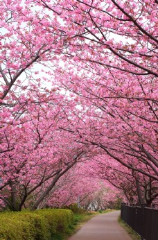 树木樱花图片