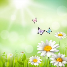 草地素材雏菊花丛和蝴蝶图片