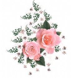牡丹玫瑰图片