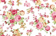 数码玫瑰月季蔷薇牡丹图片
