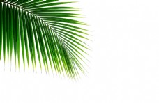 绿树椰树叶图片