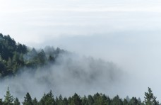 树木雾气森林图片