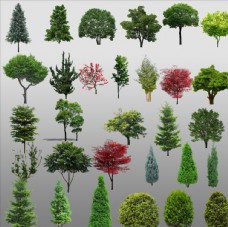 园林景观设计三号30组高清树木素材图片