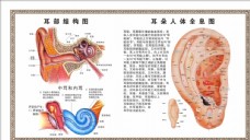 中国风设计采耳耳朵结构图图片