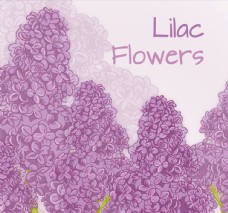 紫色丁香花矢量图片