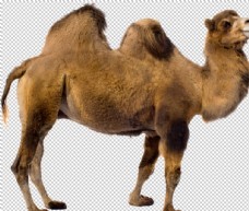 png抠图骆驼图片