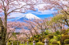 树木富士山风景图片