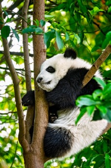 大自然熊猫图片