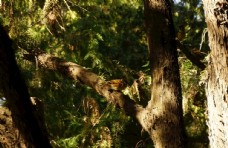 树上的麻雀图片