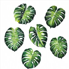 绿色龟背竹叶子图片