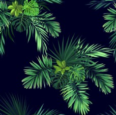 图片素材热带植物图片