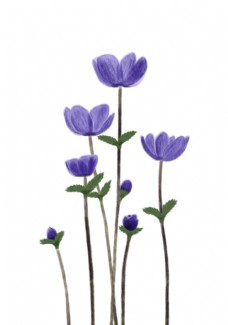 一丛紫色小花图片