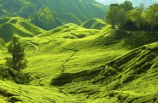 绿色山岭风景图片