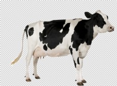 png抠图奶牛图片