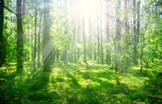 绿树森林中的阳光图片