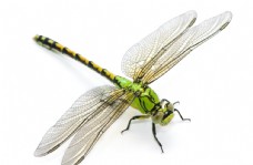 绿色蜻蜓摄影图片
