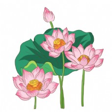 粉色莲花插画图片