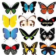 其他生物蝴蝶图片