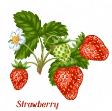 其他生物草莓图片