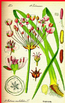 花草合集花朵手绘植物水彩图片