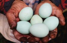 绿壳鸡蛋图片