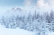 树林冬天雪景图片