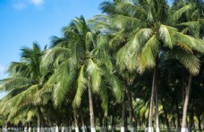 椰林图片