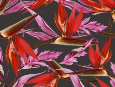欧式花纹背景热带花图片