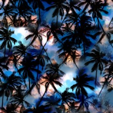 欧式花纹背景椰子树图片