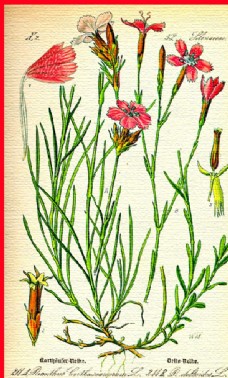 花朵植物水彩图片