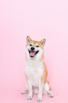 宠物狗秋田犬图片