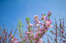 白色花春天户外蓝天白云粉色海棠花图片