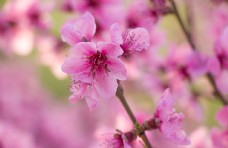 蓝天白云草地春天户外粉红海棠花盛开摄影图图片