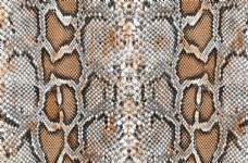 欧式花纹背景蛇皮图片