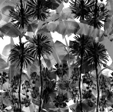 欧式花纹背景抽象椰子树图片