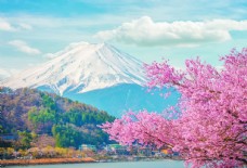花饰富士山下的湖水樱花装饰背景画图片