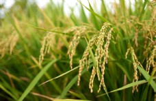 田园水稻农业种植图片