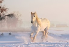 白领雪地奔跑的白马图片