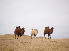 辽阔草原沙漠骆驼图片