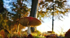 蘑菇图片