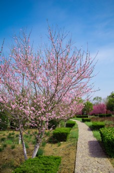 春天蓝天白云户外海棠树花园小路图片