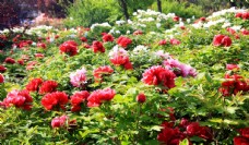 花草牡丹花园图片